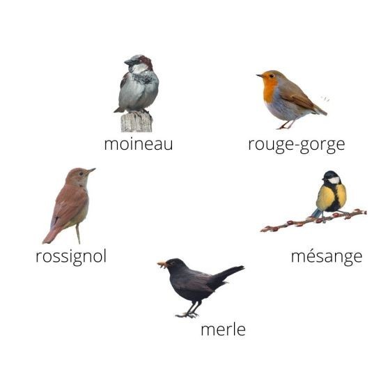 Coffret 5 appeaux - Oiseaux des jardins