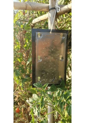 Piège prêt à l'emploi Mineuse de la tomate x 2