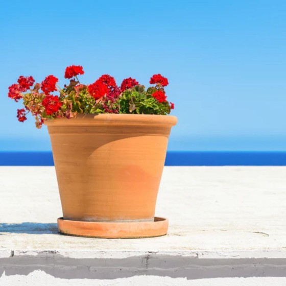 Piège à larves moustiques - x1 Piège