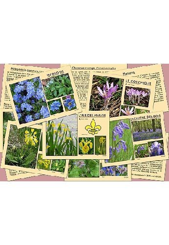 Quelles sont ces fleurs de nos chemins ?