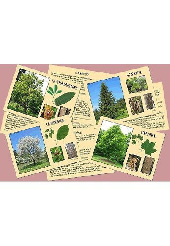 J'apprends à reconnaître les arbres