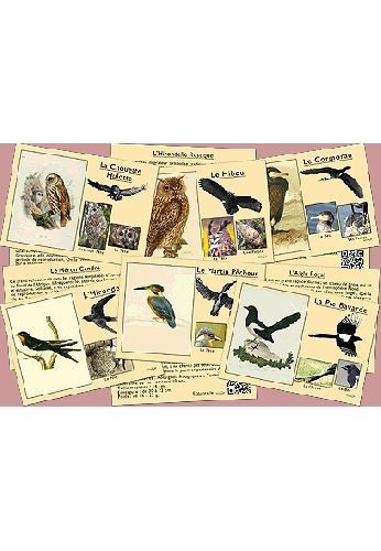 Quel est donc cet oiseau ?