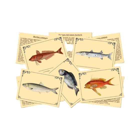 J'apprends à reconnaîtres les poissons