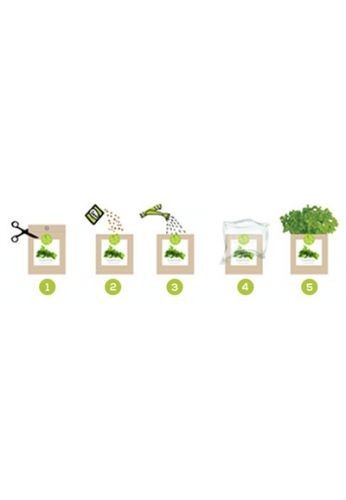 Kit bio jardinage prêt à pousser Tournesol
