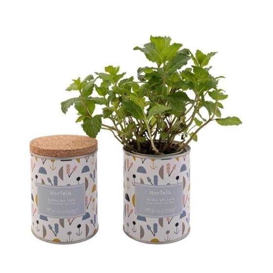 Jardin en boite Modern Menthe