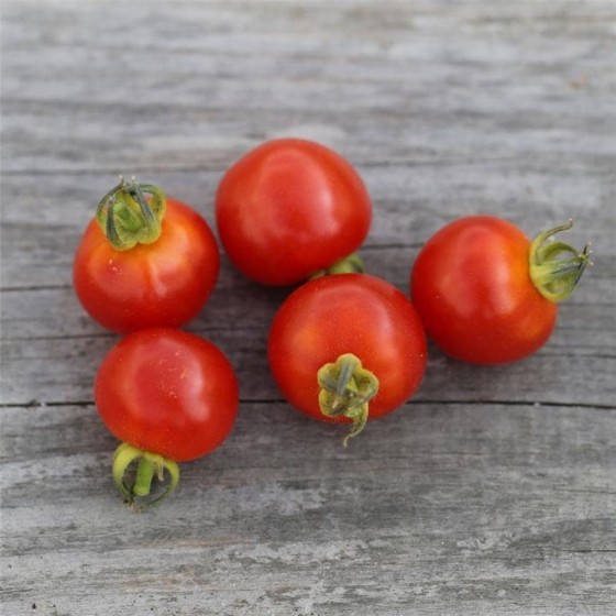 Kit Semis Tomate - Crée ton potager maison