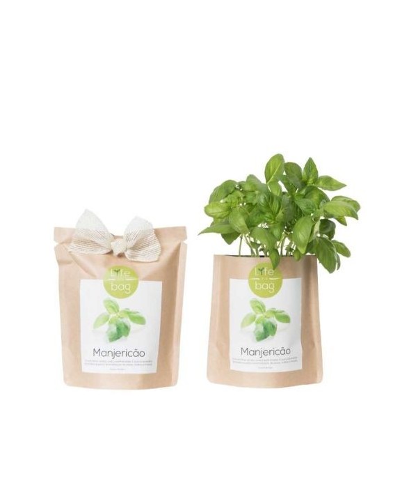Kit bio prêt à pousser Basilic