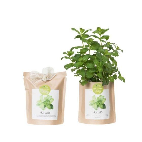 Kit bio prêt à pousser Menthe