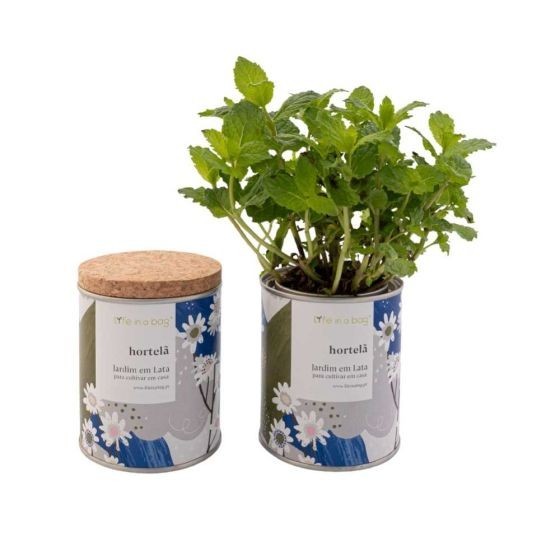 Jardin en boite Floral Menthe