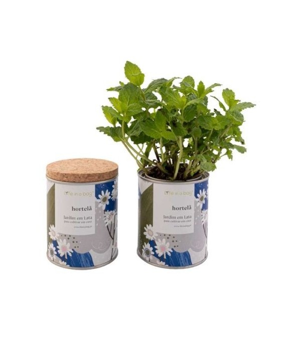 Jardin en boite Floral Menthe