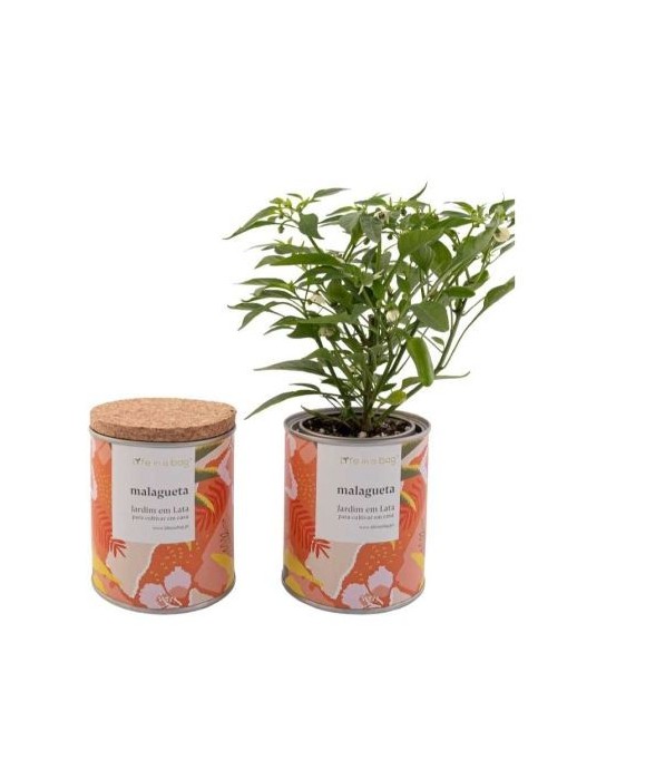 Jardin en boite Floral Piments