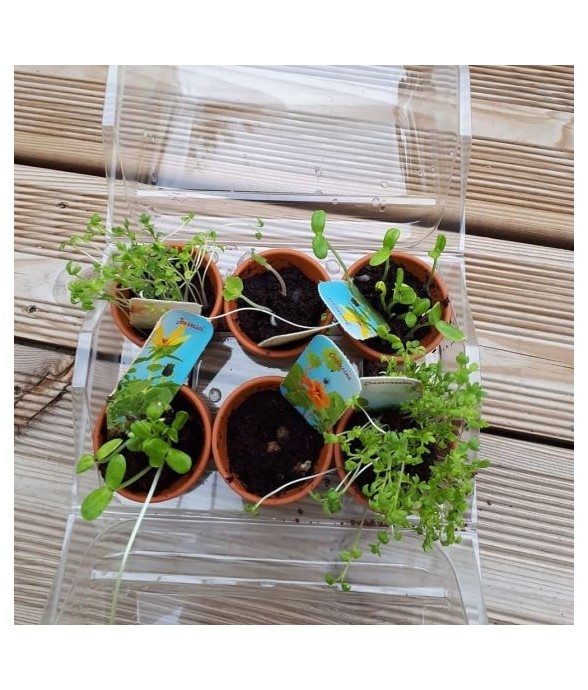 Lot de 6 mini serres : Mon...