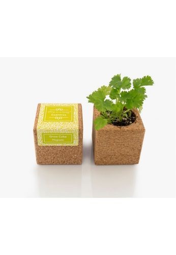 Grow Cube aimanté Coriandre