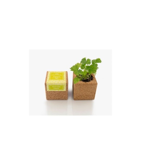 Grow Cube aimanté Coriandre