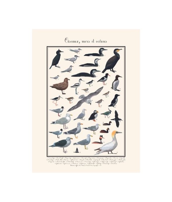 Poster Oiseaux marins 30 x...