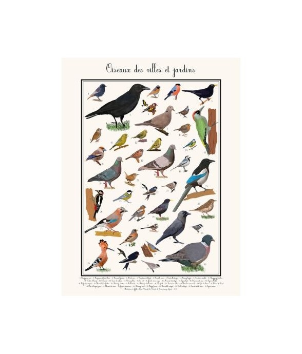 Poster les Oiseaux des...