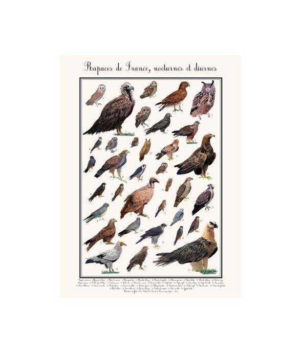 Poster rapaces diurnes 30 x...