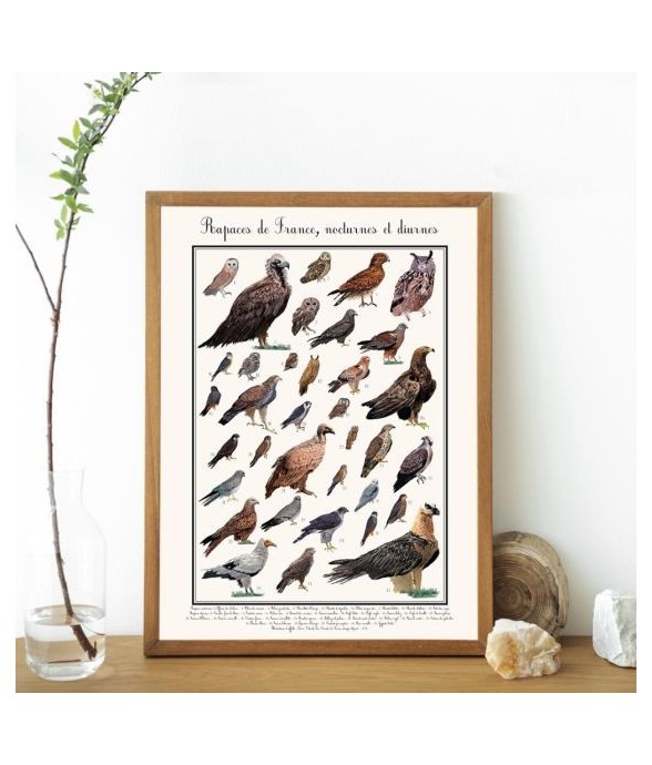 Poster rapaces diurnes 50 x...