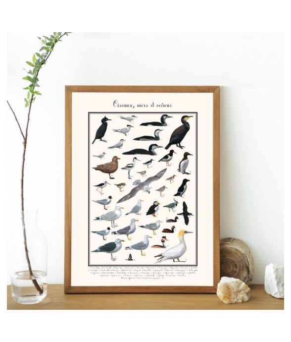 Poster Oiseaux marins 50 x...