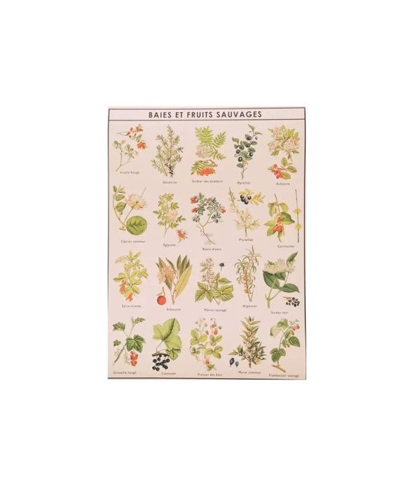Poster baies et fruits...