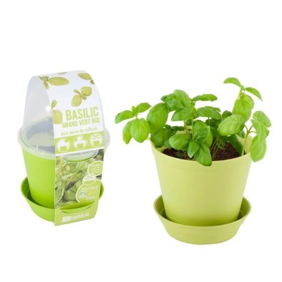 Pot cloche de culture Basilic Bio