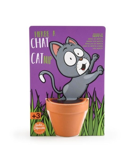 Herbe à chat - Carte avec pot