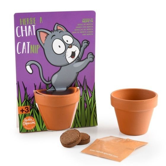 Herbe à chat - Carte avec pot