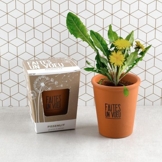 Kit message "Faites un voeu" - Pissenlit Bio