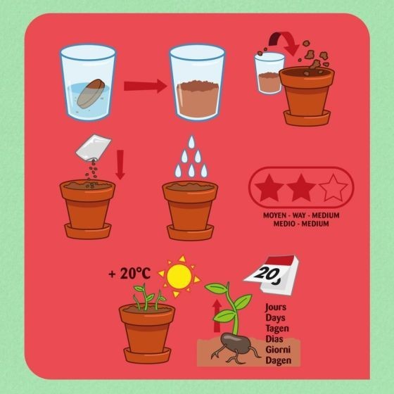 Kit plantation - Fraisier - 8cm