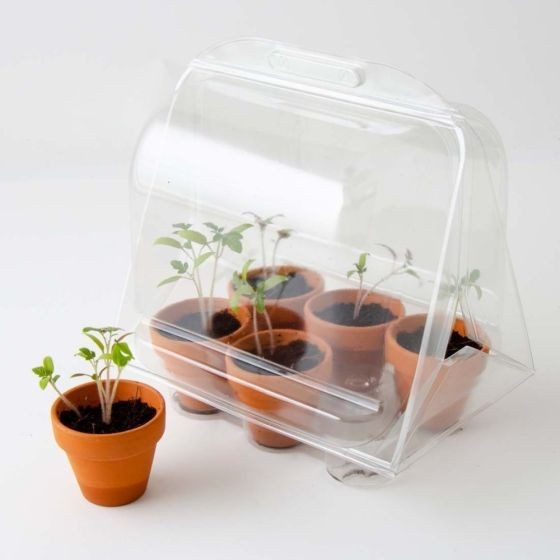 Serre Jardinage enfant - tomates à faire pousser Bio