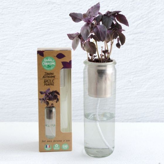 Jardin autonome Basilic Pourpre Bio