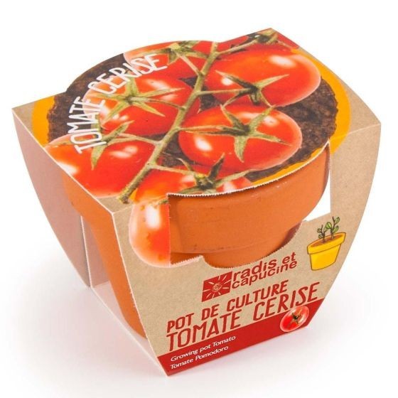 Graines de Tomate Cerise à semer en pot terre cuite Bio