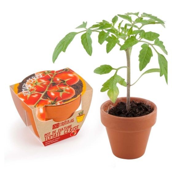 Graines de Tomate Cerise à semer en pot terre cuite Bio