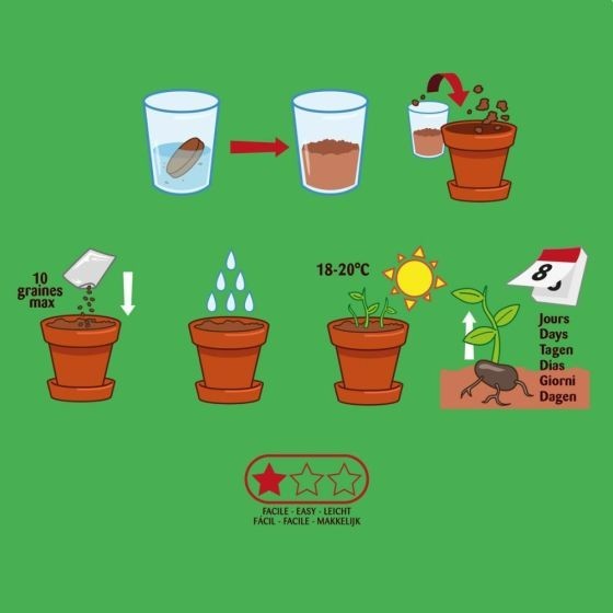 Mon petit basilic à semer Kit jardinage enfant 8 cm Bio