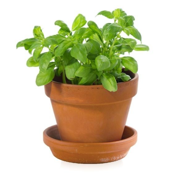 Mon petit basilic à semer Kit jardinage enfant 8 cm Bio