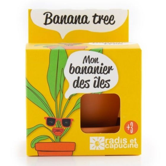 Pot avec coupelle - Bananier  - 8 cm