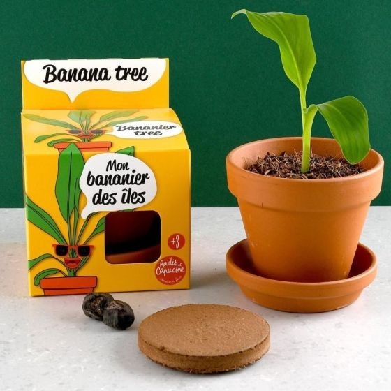 Pot avec coupelle - Bananier  - 8 cm