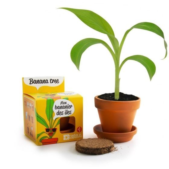 Pot avec coupelle - Bananier  - 8 cm