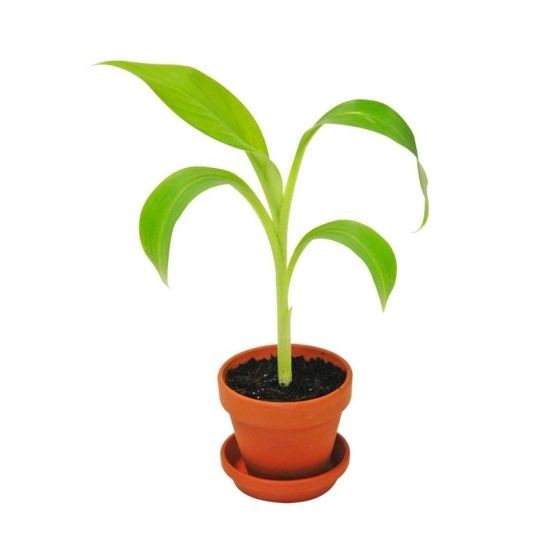 Pot avec coupelle - Bananier  - 8 cm