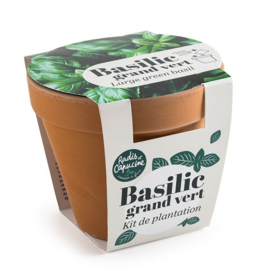 Pot Terre cuite Antique 13cm - Basilic grand vert Bio