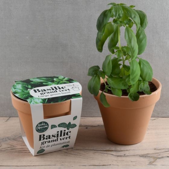Pot Terre cuite Antique 13cm - Basilic grand vert Bio