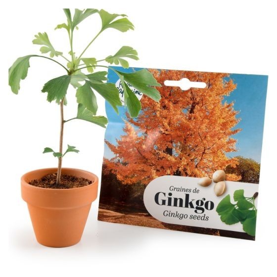Bonsaï garden set Ginkgo Bio