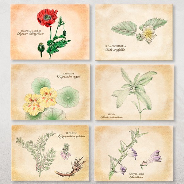 14 cartes postales Plantes médicinales