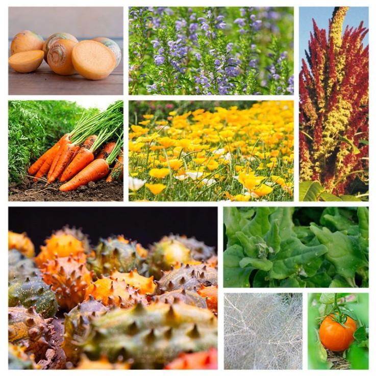 Assortiment de graines Le potager autonome