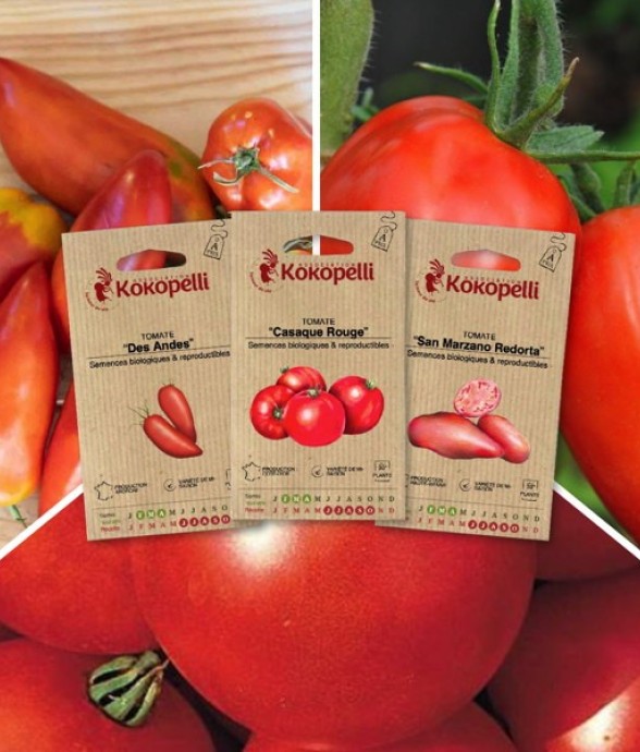 Tomates pour coulis - 3...