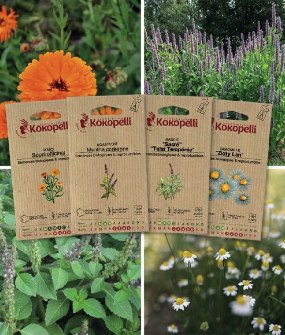 Plantes à tisanes - 4...