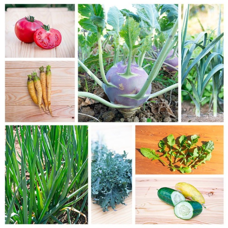Assortiment de graines Potager en climat frais