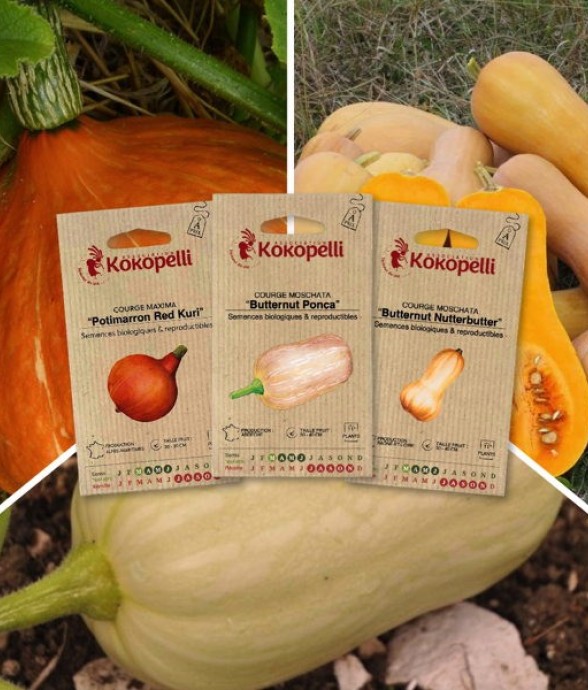 Courges à petits fruits - 3...