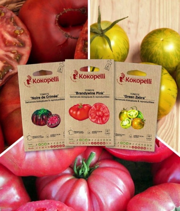 Tomates colorées - 3...