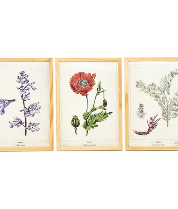 3 Affiches Plantes...
